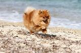 SPITZ ALLEMAND 235